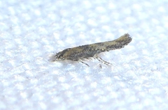 Coccidiphila gerasimovi