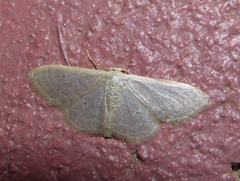 Idaea distinctaria