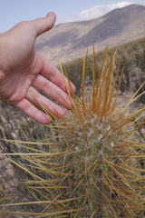 Oreocereus leucotrichus