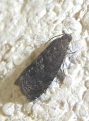Grapholita funebrana