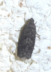 Grapholita funebrana