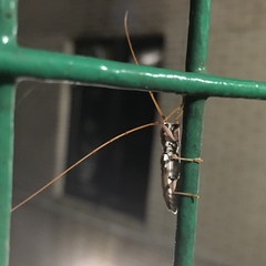 Olenecamptus bilobus