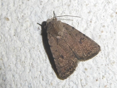 Caradrina flavirena
