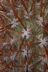 Oreocereus leucotrichus