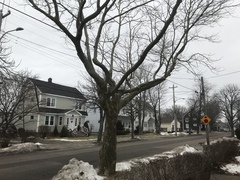 Platanus × hispanica