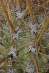 Oreocereus leucotrichus