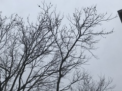 Platanus × hispanica