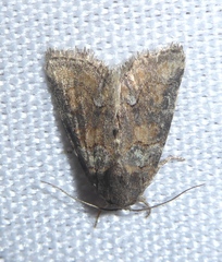 Bryophila vandalusiae