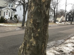 Platanus × hispanica