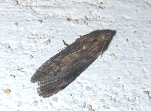 Galleria mellonella