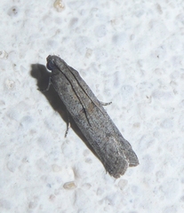 Cadra figulilella