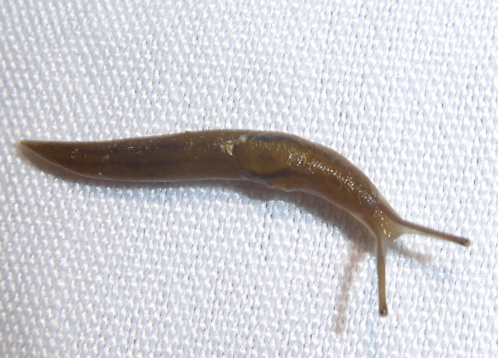 Striped Greenhouse Slug From Villa Dora, 34110 Frontignan, France On 