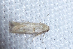 Symmocoides oxybiella