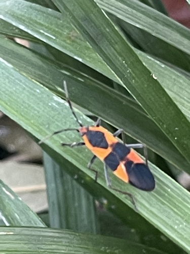 Large Milkweed Bug photographed in Georgia