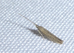 Coleophora texanella