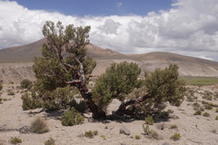 Polylepis tarapacana