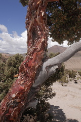 Polylepis tarapacana