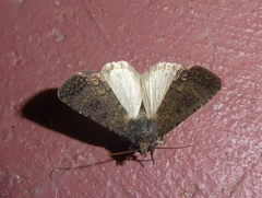 Caradrina flavirena