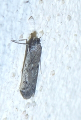 Phycitodes albatella