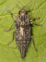 Dicerca tenebrica