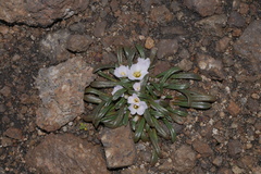 Calandrinia acaulis