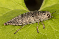 Dicerca tenebrica