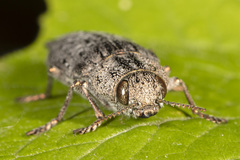 Dicerca tenebrica