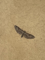Eupithecia nevadata