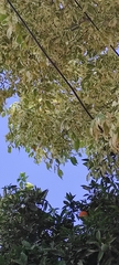 Acer negundo