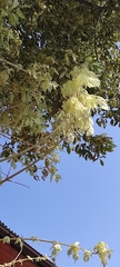 Acer negundo