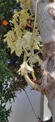 Acer negundo