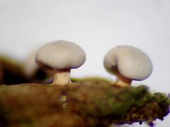 Diderma montanum