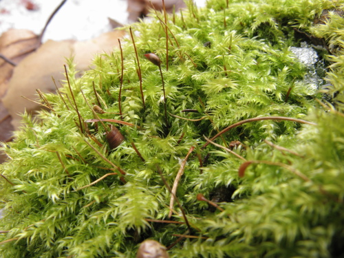 Brachytheciastrum velutinum