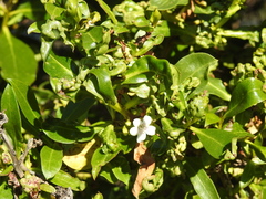 Klambothrips myopori