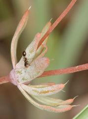 Psammotropha