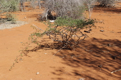 Cissus bosseri image