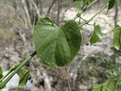 Cissus microdonta