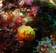 Doriopsilla pelseneeri