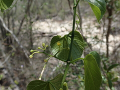 Cissus microdonta