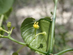 Cissus microdonta