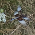 Libellula luctuosa