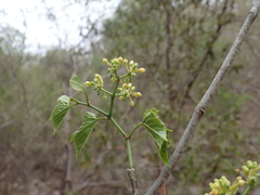 Cissus microdonta