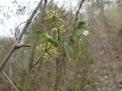 Cissus microdonta
