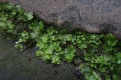 Lunularia cruciata
