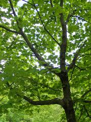 Acer opalus obtusatum