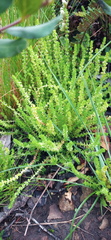Crassula lanceolata