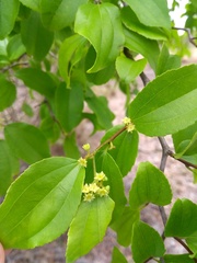 Sarcomphalus platyphyllus