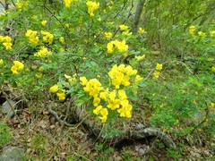 Hippocrepis emerus emeroides