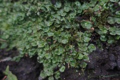 Lunularia cruciata