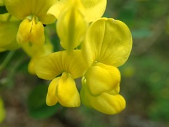 Hippocrepis emerus emeroides